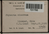 Physarum cinereum image